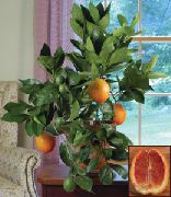 домашние растения Апельсин деревья фото зеленые, выращивание, посадка и уход, купить Citrus sinensis деревья семена