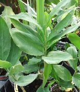 домашние растения Амомум травянистые фото зеленые, выращивание, посадка и уход, купить Amomum травянистые семена