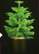 домашние растения Араукария деревья фото зеленые, выращивание, посадка и уход, купить Araucaria  деревья семена
