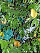 домашние растения Аверройя (Карамбола) деревья фото зеленые, выращивание, посадка и уход, купить Averrhoa carambola деревья семена