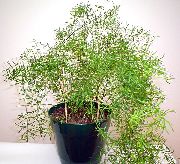 домашние растения Аспарагус ампельные фото зеленые, выращивание, посадка и уход, купить Asparagus  ампельные семена