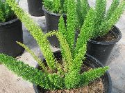 домашние растения Аспарагус ампельные фото зеленые, выращивание, посадка и уход, купить Asparagus  ампельные семена