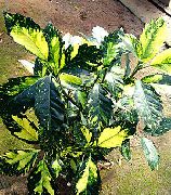 домашние растения Аукуба кустарники фото пестрые, выращивание, посадка и уход, купить Aucuba  кустарники семена