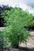 домашние растения Бамбук травянистые фото зеленые, выращивание, посадка и уход, купить Bambusa  травянистые семена