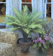 домашние растения Блехнум травянистые фото зеленые, выращивание, посадка и уход, купить Blechnum gibbum  травянистые семена