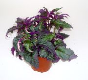 домашние растения Гинура травянистые фото фиолетовые, выращивание, посадка и уход, купить Gynura aurantiaca  травянистые семена