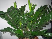 домашние растения Замиокулькас травянистые фото темно-зеленые, выращивание, посадка и уход, купить Zamiaculcas zamiifolia  травянистые семена