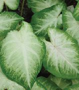 домашние растения Каладиум травянистые фото серебристые, выращивание, посадка и уход, купить Caladium травянистые семена