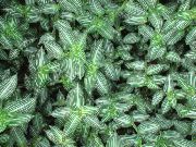 домашние растения Каллизия ампельные фото пестрые, выращивание, посадка и уход, купить Callisia  ампельные семена