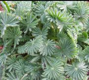 домашние растения Кислица травянистые фото серебристые, выращивание, посадка и уход, купить Oxalis  травянистые семена