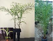домашние растения Кокос деревья фото зеленые, выращивание, посадка и уход, купить Cocos  деревья семена