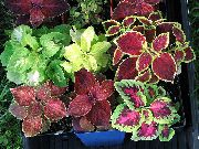 домашние растения Колеус травянистые фото бордовые, выращивание, посадка и уход, купить Coleus травянистые семена