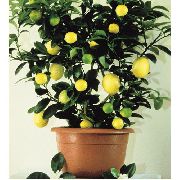Лимон комнатные растения