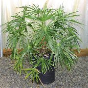 Пальма Ливистона комнатные растения