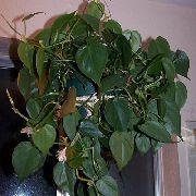       , ,   ,  Philodendron  liana  