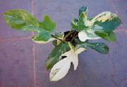       , ,   ,  Philodendron  liana  