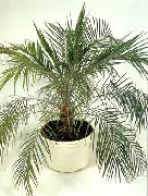 Финик (финиковая пальма) комнатные растения