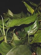 домашние растения Аглаонема травянистые фото зеленые, выращивание, посадка и уход, купить Aglaonema травянистые семена