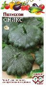 патиссоны Оникс фото раннеспелые сорт, выращивание, посадка и уход, купить Оникс семена