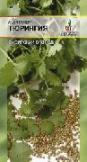 пряные травы Кинза (Кориандр) Тюрингия фото сорт, выращивание, посадка и уход, купить Тюрингия семена