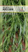 пряные травы Эстрагон Русский  фото сорт, выращивание, посадка и уход, купить Русский  семена