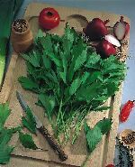 пряные травы Любисток Преображенский Семко фото , выращивание, посадка и уход, купить Преображенский Семко семена