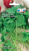 Кинза-дза пряные травы