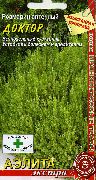 пряные травы Розмарин Доктор аптечный фото сорт, выращивание, посадка и уход, купить Доктор аптечный семена