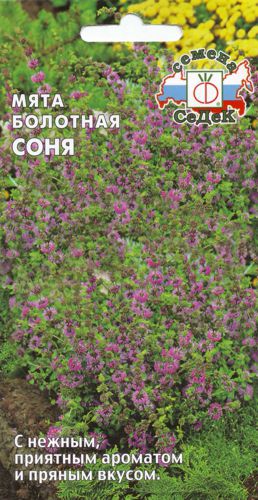 пряные травы Мята Мята болотная Соня фото сорт, выращивание, посадка и уход, купить Мята болотная Соня семена