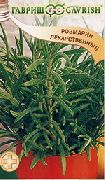 пряные травы Розмарин Розмарин лекарственный фото сорт, выращивание, посадка и уход, купить Розмарин лекарственный семена