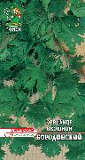 пряные травы Кинза (Кориандр) Бородинский фото сорт, выращивание, посадка и уход, купить Бородинский семена