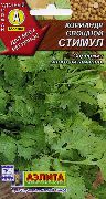пряные травы Кинза (Кориандр) Стимул фото сорт, выращивание, посадка и уход, купить Стимул семена