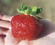 клубника Гумми-Гранд фото поздний крупные (от 20г), выращивание, посадка и уход, купить Гумми-Гранд семена