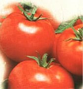 Тамерлан F1  сорт томатов (помидоров)