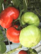 Якиманка F1  сорт томатов (помидоров)