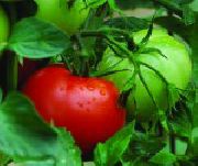Пабло F1 сорт томатов (помидоров)