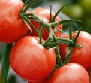Халай F1 сорт томатов (помидоров)