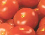 Эклайм F1 сорт томатов (помидоров)