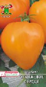 Оранжевое сердце  сорт томатов (помидоров)