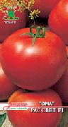 Рассвет F1  сорт томатов (помидоров)