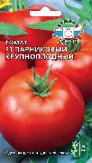 Парниковый крупноплодный F1 сорт томатов (помидоров)