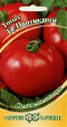 Пантикапей F1 сорт томатов (помидоров)