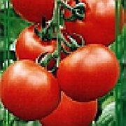 Тайфун F1 сорт томатов (помидоров)