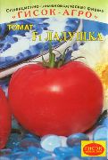 Ладушка F1 сорт томатов (помидоров)