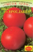 Ярославна F1 сорт томатов (помидоров)