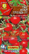 Алая гроздь F1 сорт томатов (помидоров)
