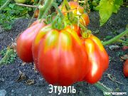 Этуаль сорт томатов (помидоров)