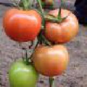 Малвазия F1 сорт томатов (помидоров)