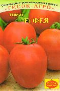 Фея F1 сорт томатов (помидоров)