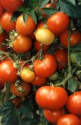 Варенька сорт томатов (помидоров)